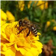 Regionale Honigbiene sammelt für den leckeren Honig der Imkerei Weiss aus Schwabmünchen