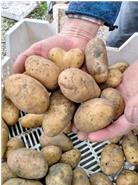 Die Kartoffeln werden für das Vorkeimen vorbereitet! 