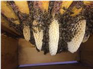 Auserhalb der Saison können die Bienen bei Immen-Werk im hohen Boden Wildbau errichten um frei als Wintertraube in die Vorräte zu ziehen.