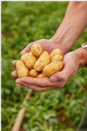 Kartoffeln aus regionalem Anbau, ausgezeichnet mit dem Qualitätssiegel &quot;Geprüfte Qualität - Bayern&quot;