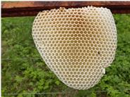 Der Wabenbau wird von in der Demeter-Imkerei von den Bienen selbst errichtet. Er ist das Skelett des Bienenvolkes.