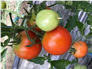 Tomaten in der Erde