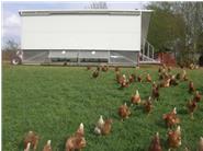 Hier sehen sie unsere Hühner im üppigen Grün.