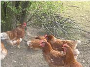 Hühner bei einer ihrer Lieblingsbeschäftigungen - scharren, picken, Gefieder pflegen