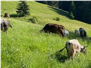 Unsere 3-Nutzungskühe geben Milch, Fleisch und verbessern nachhaltig unsere Landschaft.