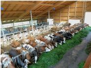 Hier ist der neueste Stall zu sehen, wo unsere Kühe liegen, fressen und sich frei bewegen können. Hier ist auch der Ausgang zur Weide und zum unüberdachten Auslauf