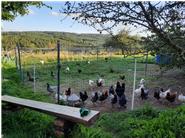 Hühner in Freilandhaltung mit Bio-Fütterung, frisches Gras und viel Platz und Auslauf
Frische Eier aus Freilandhaltung - Bio