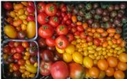 Tomaten Vielfalt der Solawi Ferni - sämtliche Farben, Formen und Geschmäcker