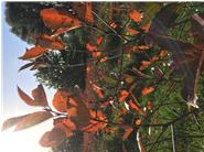Die schöne Herbstfärbung der Aroniasträucher sinbd jedes Jahr ein Hingucker! 