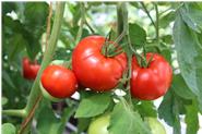 Tomaten aus eigenem Anbau