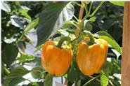 Paprika in verschiedenen Sorten aus eigenem Anbau