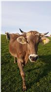 Eine unserer Hörnerkühe, die im Sommer alle auf der Weide sind