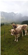 Ein Teil unsere Rinder verbringt den Sommer über in den Allgäuer Alpen auf einer Alp im Hintersteiner Thal - Bad Hindelang