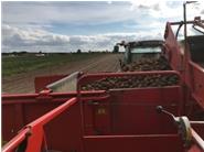 Erntearbeit im Herbst mit einem Kartoffelvollernter