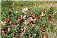 Reichlich Platz sowie ein täglicher Auslauf ins Grüne garantieren ein glückliches Hühnerleben.