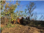 Unsere Hühner genießen den Garten