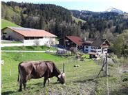 Das Foto zeigt unseren Bergbauernhof, der unterhalb des Grüntens liegt. Im Vordergrund des Fotos ist eine grasende Kuh abgebildet. 