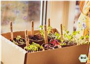 Mit Grüneo wächst Thai-Basilikum, rotes Shiso und Koriander auf deinem Fensterbrett
100 % Bio, plastikfrei & vegan. 