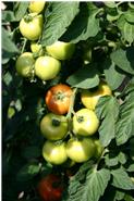 Tomaten aus Burglengenfeld
gewachsen und gereift ohne chemische Pflanzenschutzmittel

