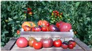 In den Sommermonaten bauen wir mehr als 10 Sorten Tomaten an. Unsere Tomaten wachsen in unserem unbeheizten Gewächshaus in Feldmochinger Erde. Wir verwenden biologischen Pflanzenschutz und fördern Nützlingsinsekten zum Schutz der Pflanzen in unserer Gärtnerei.