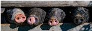 Wir halten schwäbisch hällische, Durocs, Ibericos und Pietrain Schweine auf Stroh. 