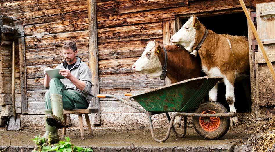 Bauer mit 2 Kühen vor einem Stall