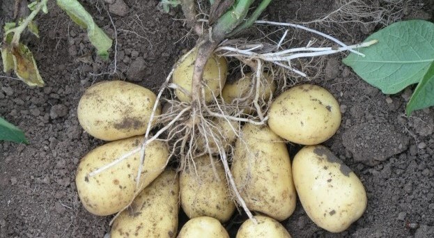 Knollen einer Kartoffelpflanze in der Erde