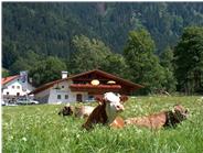 Blick über die Weide auf die Schaukäserei Ammergauer Alpen eG in Ettal. 