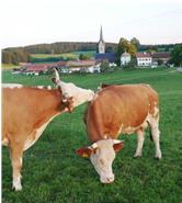 Behornte Kühe auf der Weide in Reichersdorf